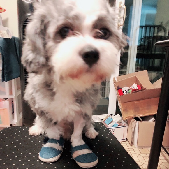 Meet your Posher, Zhangxin - Picture 1 of 1